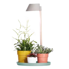 Pflanzen-Wachstumslicht mit Holzständer und Untersetzer