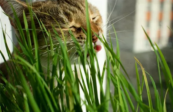 katze-frisst-katzengras-allesfürdiefellnasen