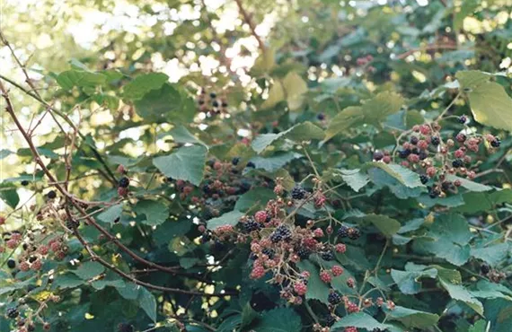 beeren-welttierschutztag