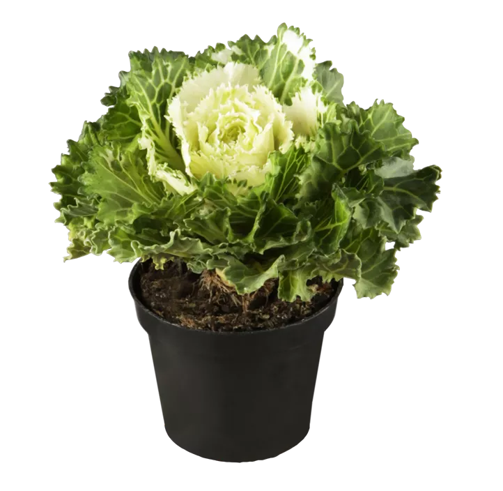 Zierkohl