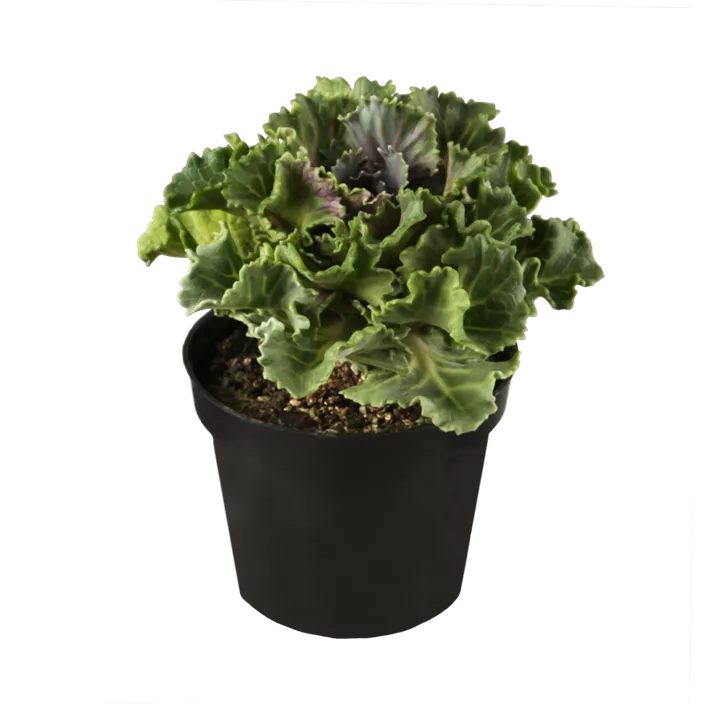 Zierkohl