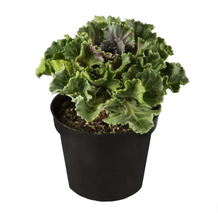 Zierkohl