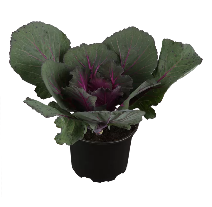 Zierkohl