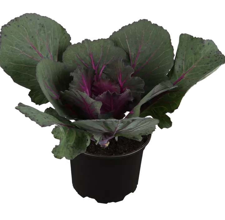 Zierkohl
