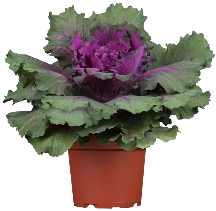 Zierkohl