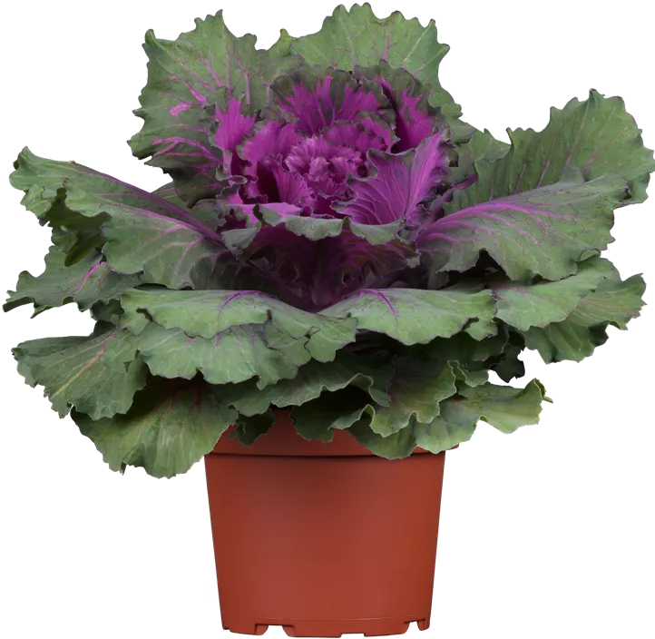 Zierkohl