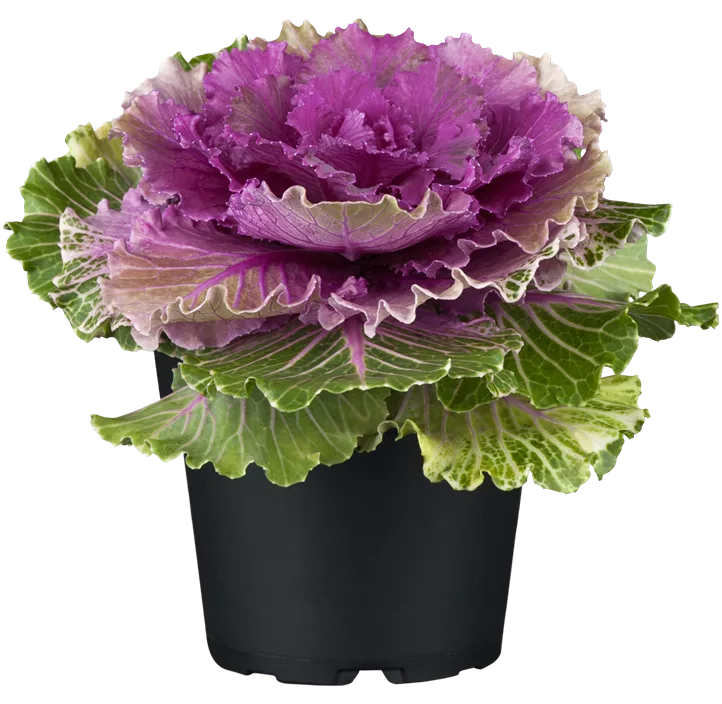 Zierkohl