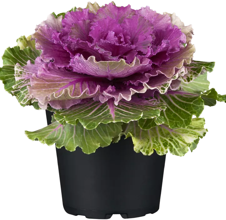 Zierkohl