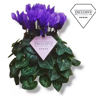 Cyclamen Dragon Blue