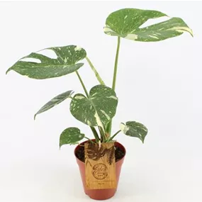 Monstera thai Constellation Monstera thai Constellation