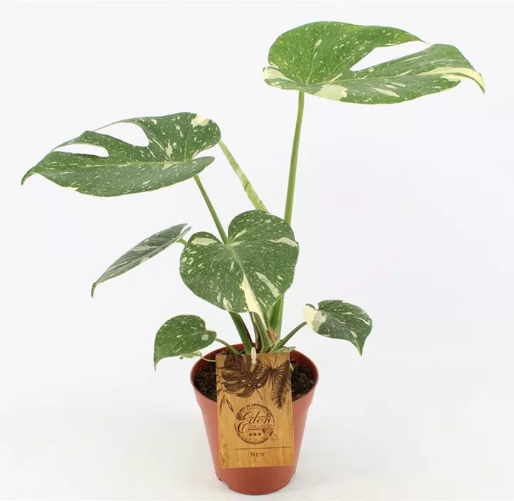 Monstera 'Thai constellation'