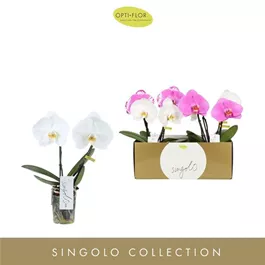 Phalaenopsis Singolo & Co Phalaenopsis Singolo & Co