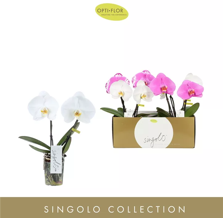 Schmetterlingsorchidee 'Singolo®'