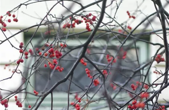 Stechpalme Ilex.jpg Stechpalme Ilex.jpg