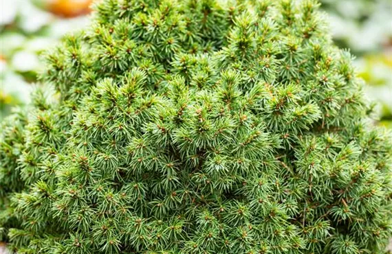 GS664636_Picea glauca Alberta Globe_.jpg GS664636_Picea glauca Alberta Globe_.jpg