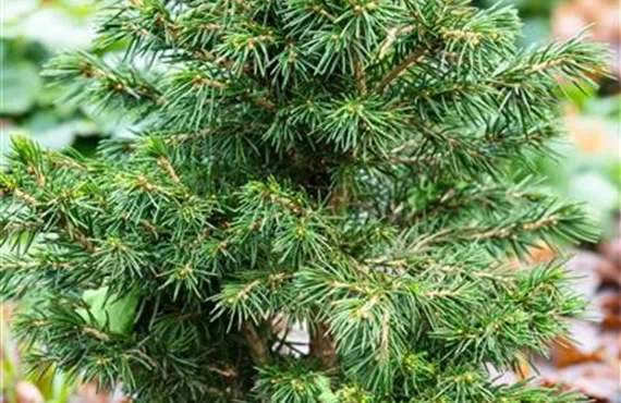 GS664611_Picea abies Tompa_.jpg GS664611_Picea abies Tompa_.jpg