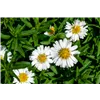 bellaflora Gartencenter GmbH
