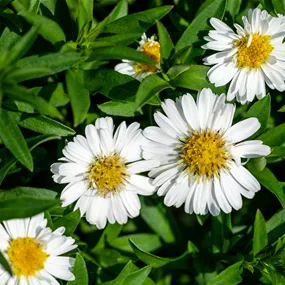 Aster dumosus Alpha White