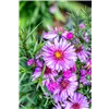 bellaflora Gartencenter GmbH