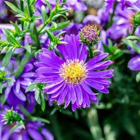 Aster dumosus Alpha