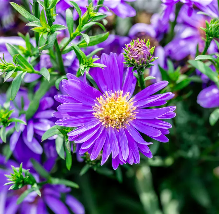 Garten-Kissen-Aster 'Alpha Dark Purple Launch'