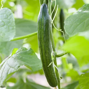 Cucumis sativus Burpless