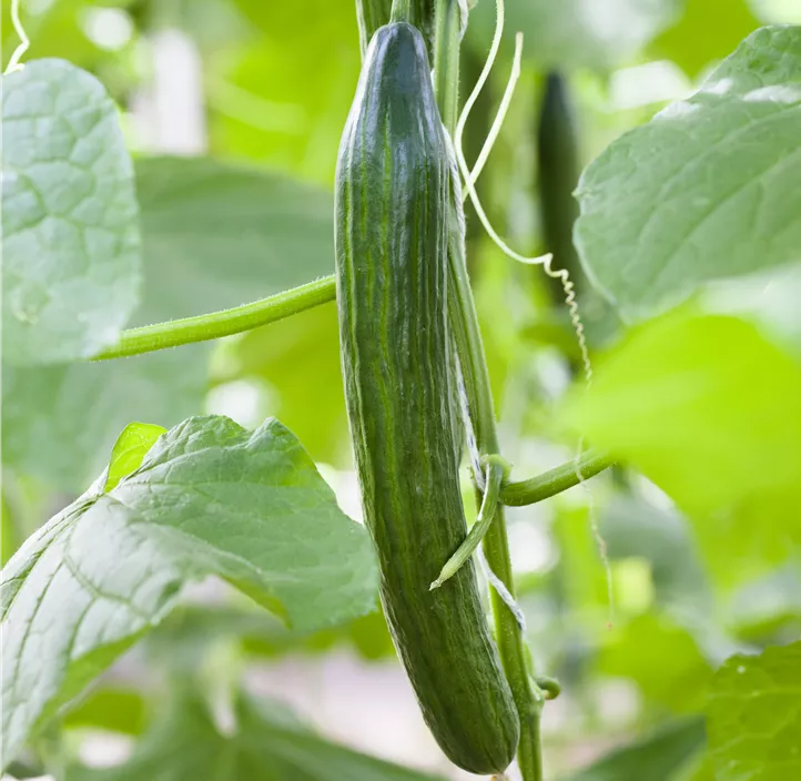 Snack-Gurke 'Pick & Joy'®