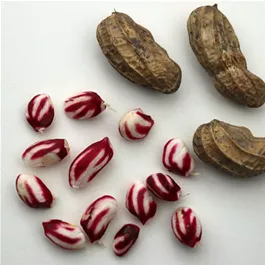 Arachis hypogaea Justbehappy® Arachis hypogaea Justbehappy®