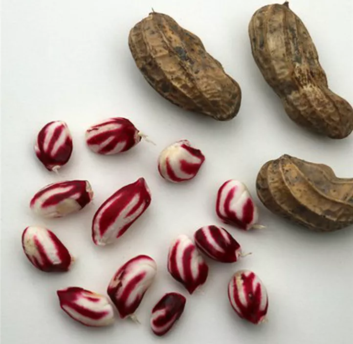 Erdnuss