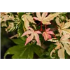 bellaflora Gartencenter GmbH