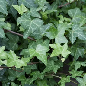 Hedera helix Balkon Hedera helix Balkon