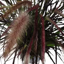 Pennisetum setaceum Tiny Tails