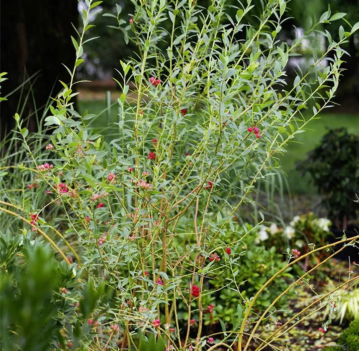 Heidelbeere 'Pink Lemonade'