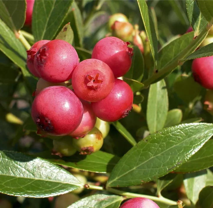 Heidelbeere 'Pink Lemonade'