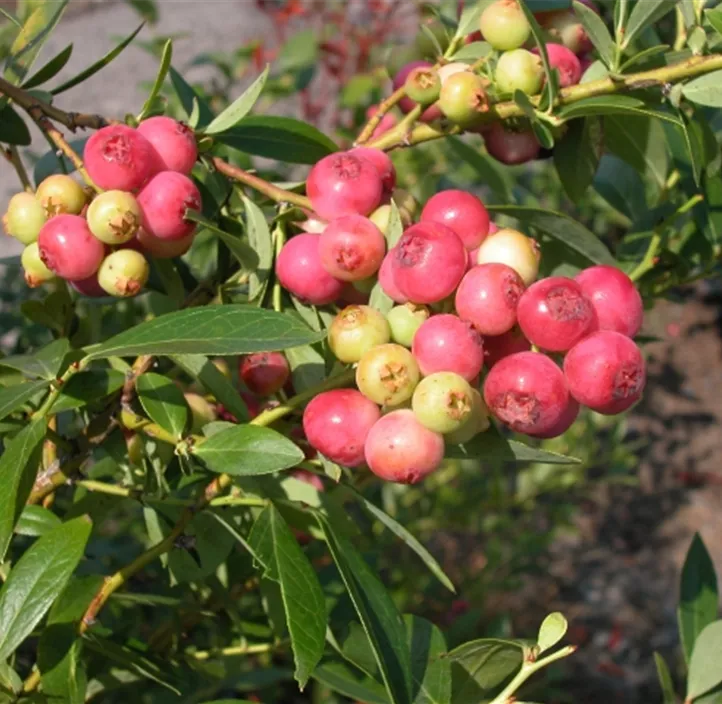 Heidelbeere 'Pink Lemonade'