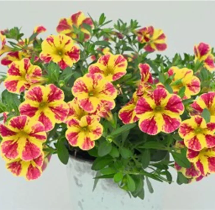 Zauberglöckchen MiniFamous® Neo 'Summer Joy'
