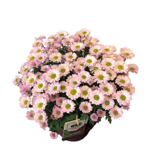 Chrysanthemum multiflora verdunkelt