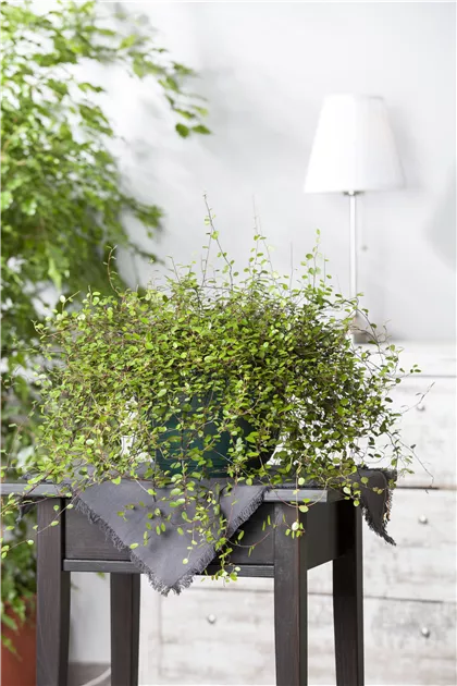 Mhlenbeckia complexa, Drahtwein - Bellaflora