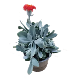 Senecio cephalophorus Orange Flame Senecio cephalophorus Orange Flame