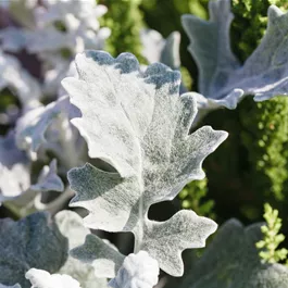 Senecio Winter Wisper