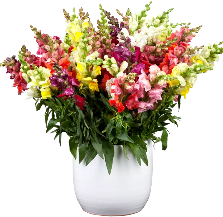 Garten-Löwenmaul Garten-Löwenmaul