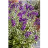 bellaflora Gartencenter GmbH