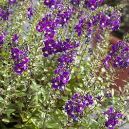 Angelonia angustifolia