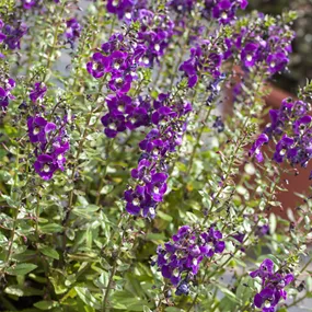 Angelonia angustifolia