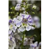 bellaflora Gartencenter GmbH