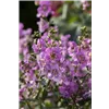 bellaflora Gartencenter GmbH