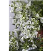 bellaflora Gartencenter GmbH
