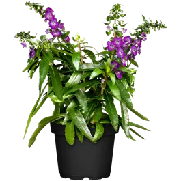 Angelonia angustifolia Angelonia angustifolia