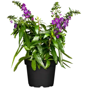 Angelonia angustifolia Angelonia angustifolia