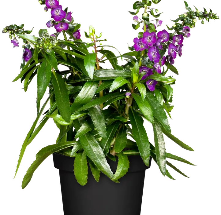 Engelsgesichtige Angelonie